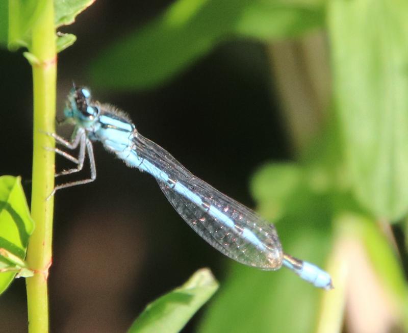 Photo of Familiar Bluet