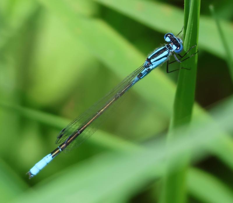 Photo of Azure Bluet