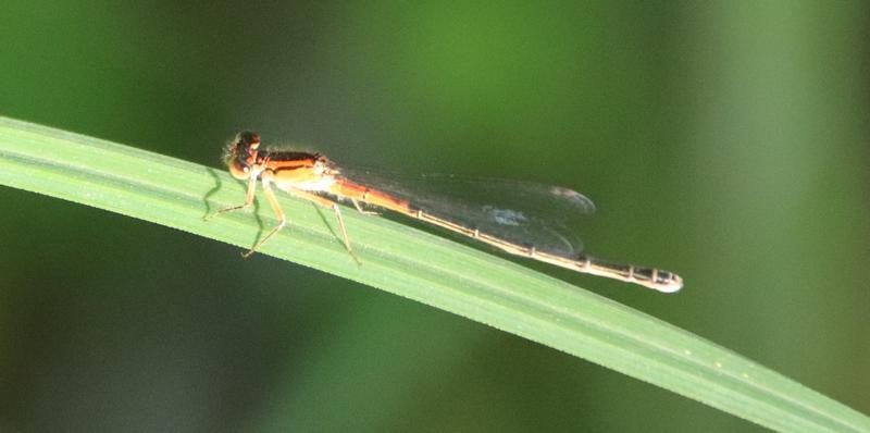 Photo of Eastern Forktail