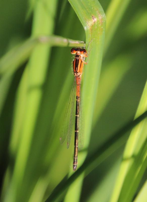 Photo of Eastern Forktail