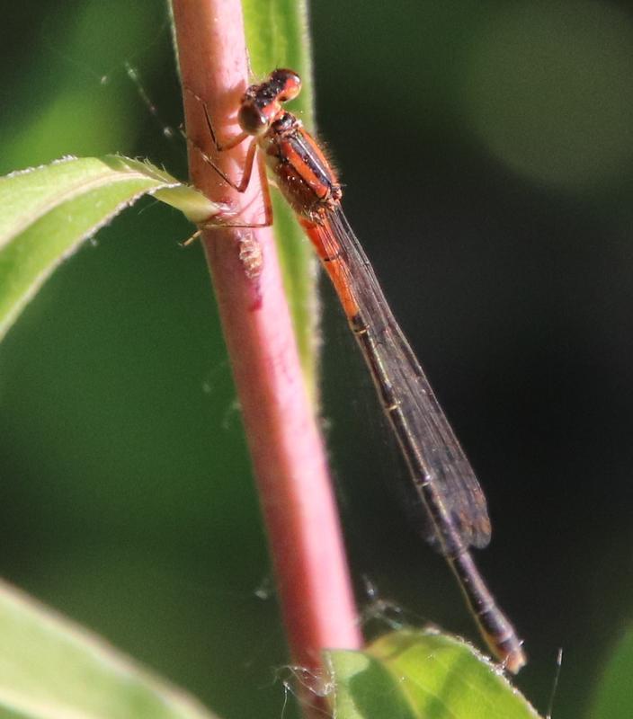Photo of Eastern Forktail