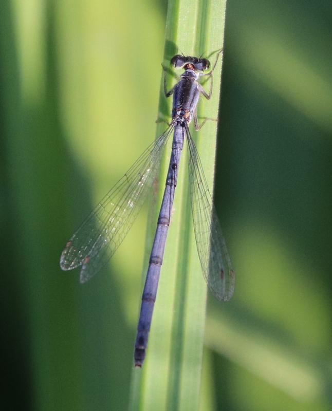 Photo of Eastern Forktail