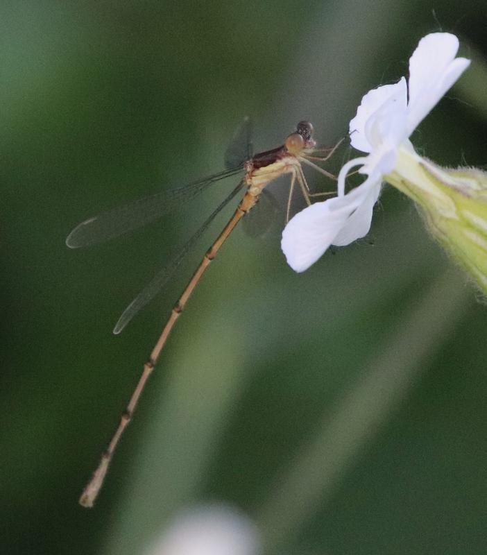 Photo of Slender Spreadwing