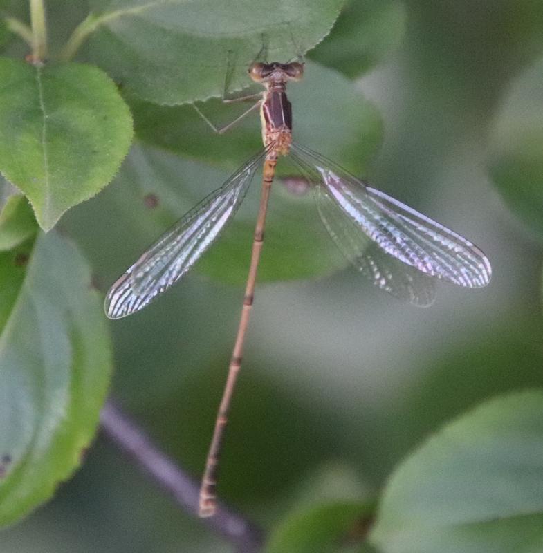 Photo of Slender Spreadwing