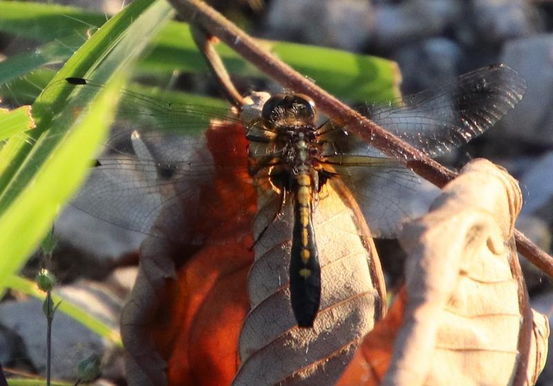 Photo of Dot-tailed Whiteface