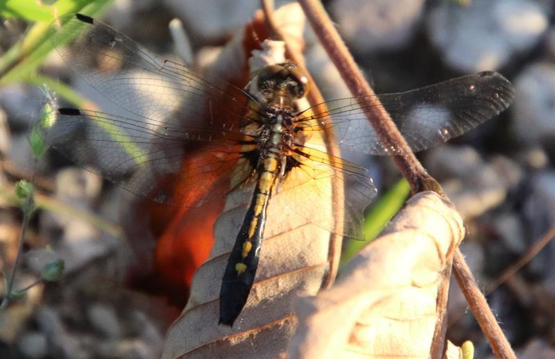 Photo of Dot-tailed Whiteface