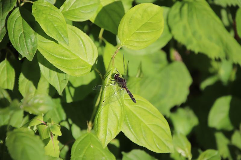 Photo of Dot-tailed Whiteface