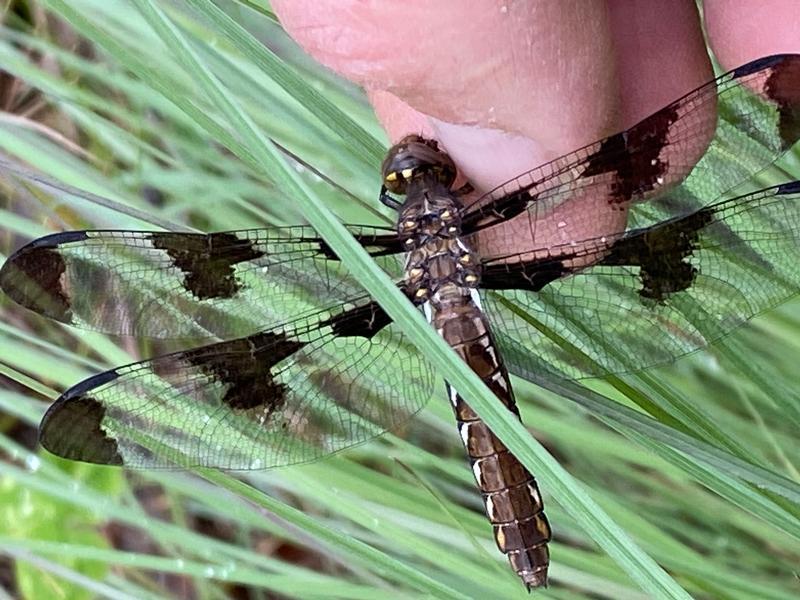 Photo of Twelve-spotted Skimmer