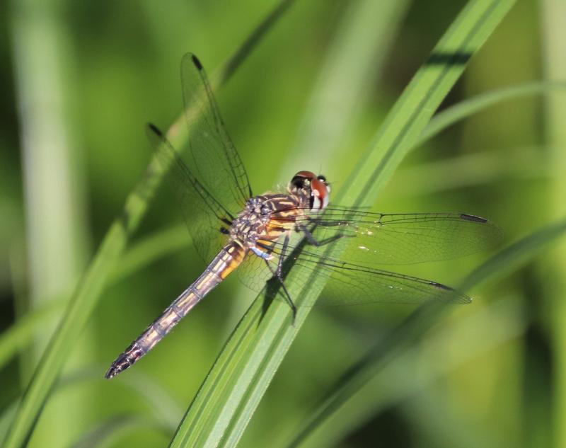 Photo of Blue Dasher
