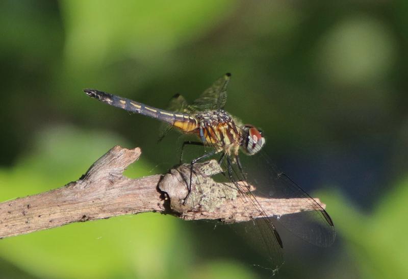 Photo of Blue Dasher