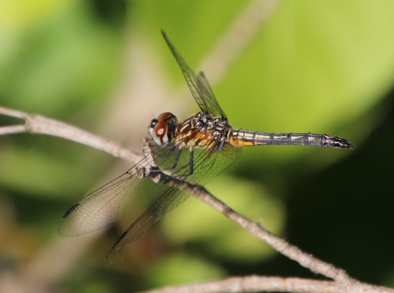 Photo of Blue Dasher