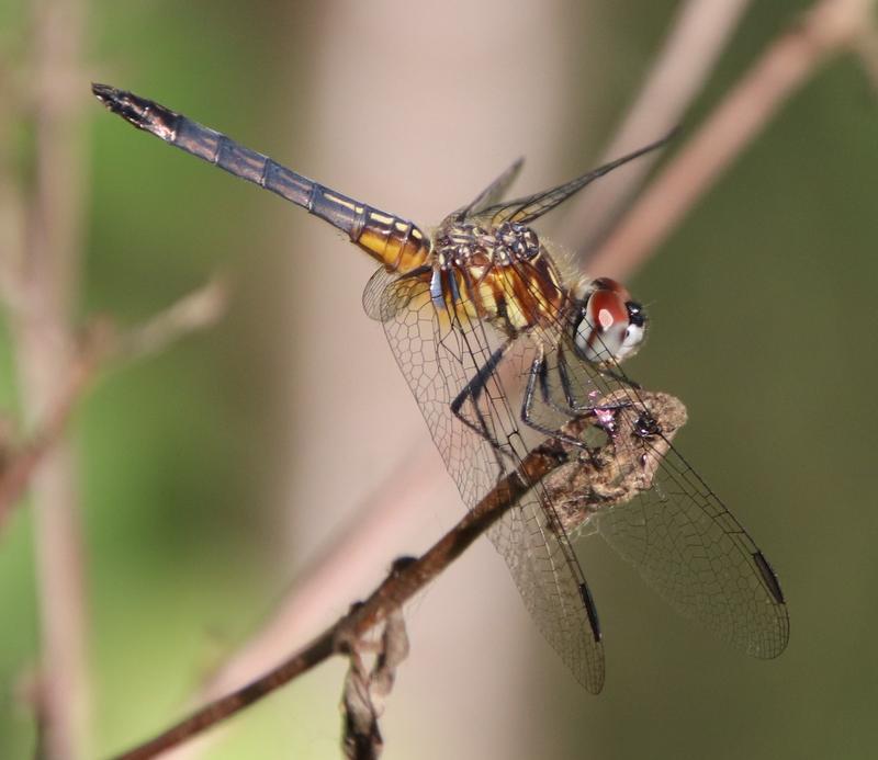 Photo of Blue Dasher