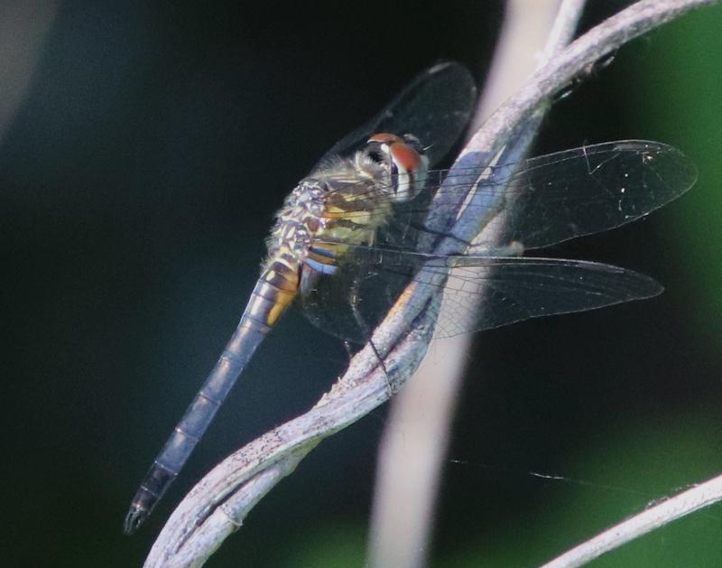 Photo of Blue Dasher