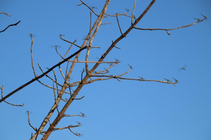 Photo of Blue Dasher