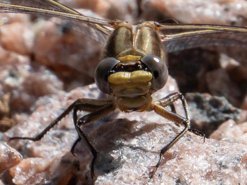 Photo of Dusky Clubtail