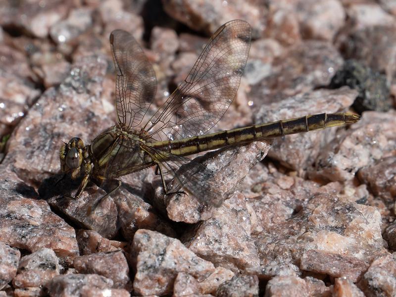 Photo of Dusky Clubtail