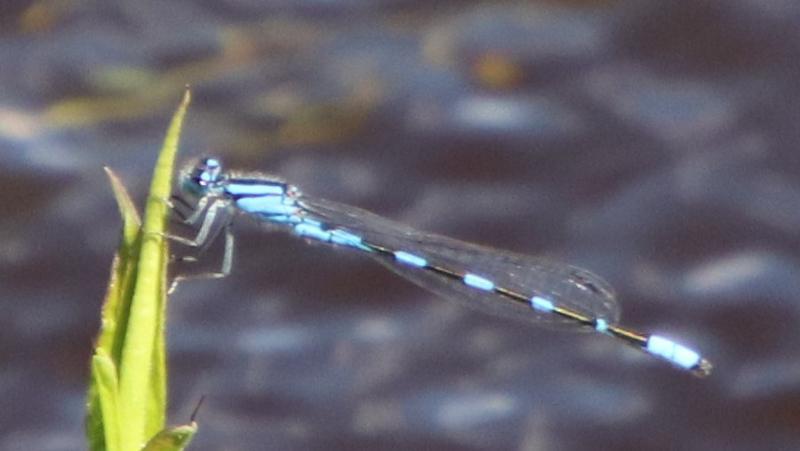 Photo of Tule Bluet