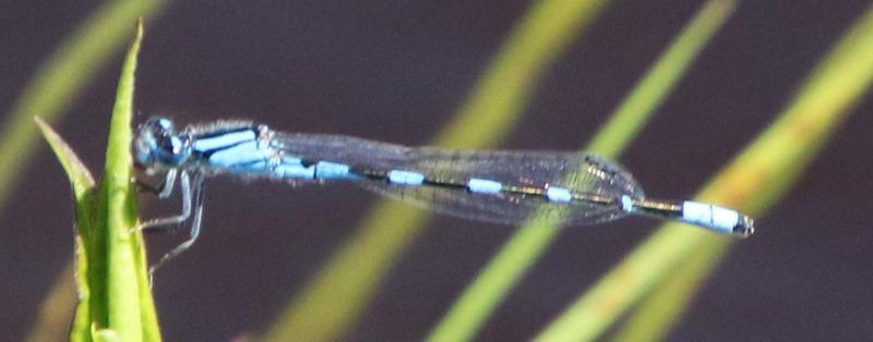 Photo of Tule Bluet