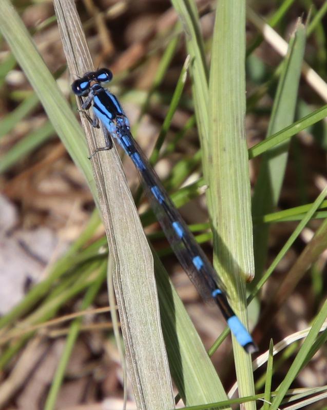 Photo of Tule Bluet