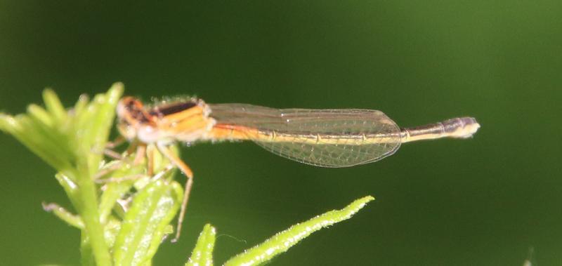 Photo of Eastern Forktail