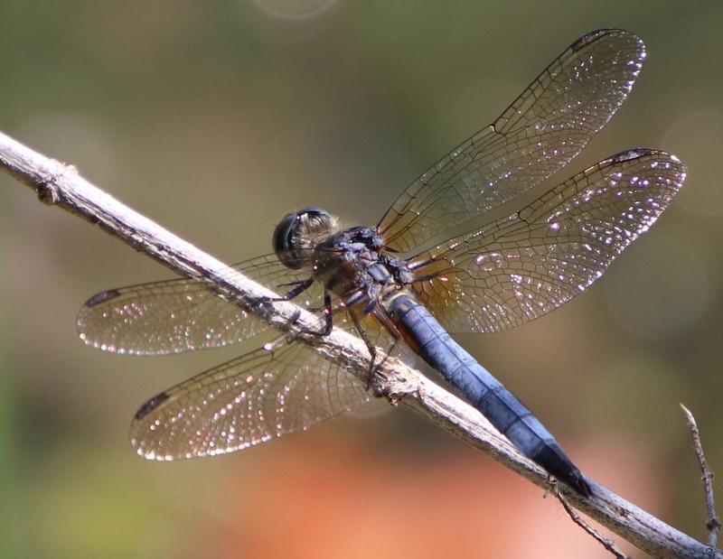 Photo of Blue Dasher