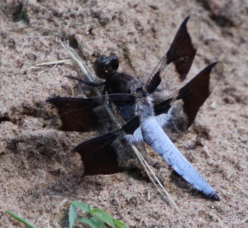 Photo of Common Whitetail