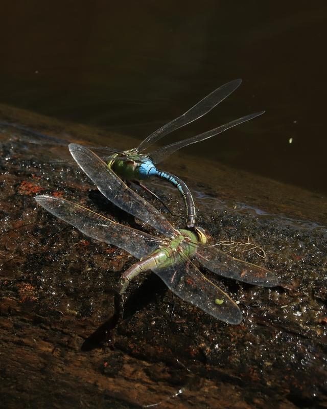 Photo of Common Green Darner