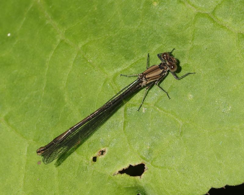 Photo of Powdered Dancer