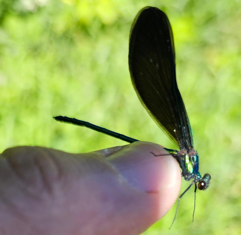 Photo of Ebony Jewelwing
