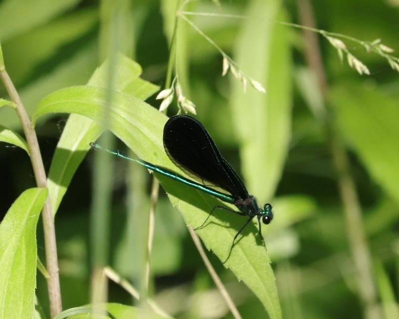Photo of Ebony Jewelwing