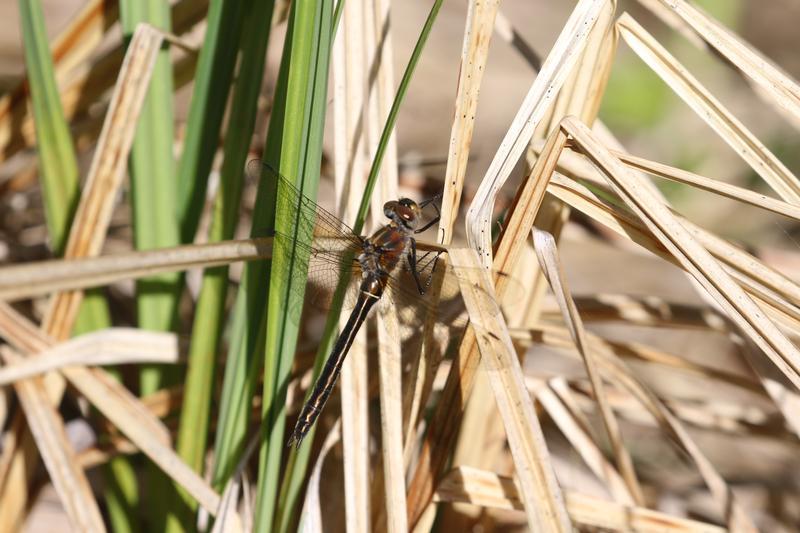 Photo of American Emerald