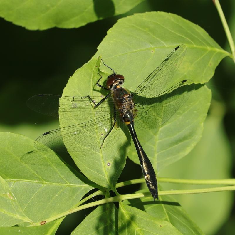 Photo of Racket-tailed Emerald