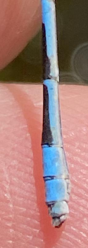 Photo of Familiar Bluet