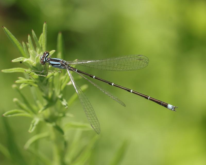 Photo of Orange Bluet
