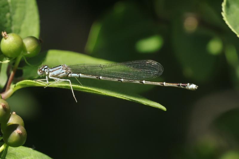 Photo of Orange Bluet