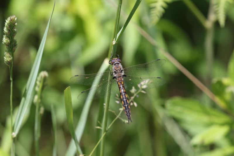 Photo of Beaverpond Baskettail