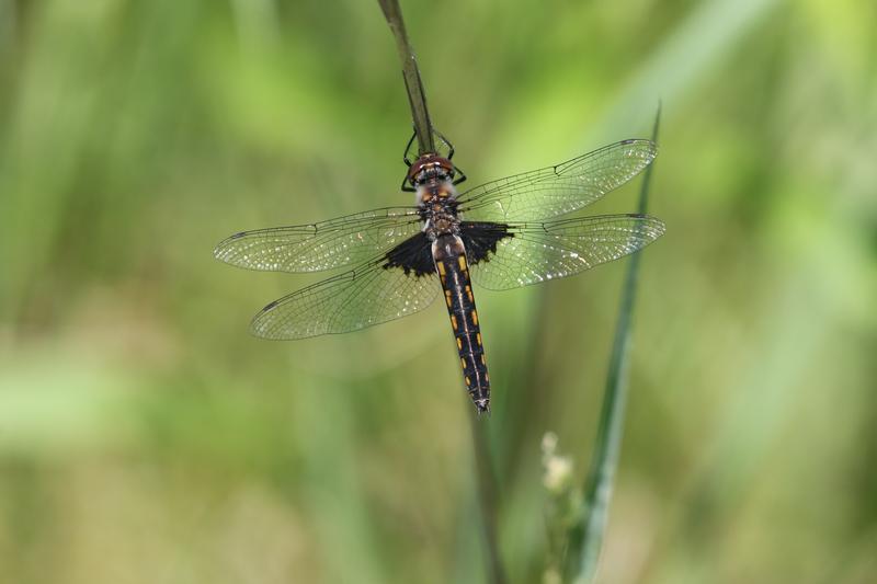 Photo of Common Baskettail