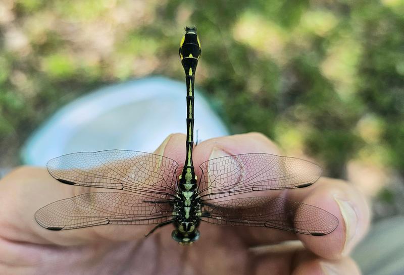 Photo of Midland Clubtail