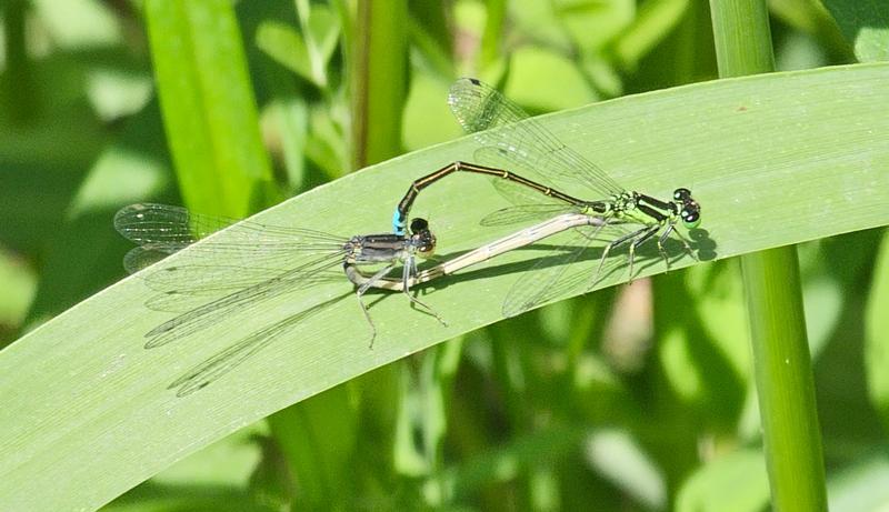 Photo of Eastern Forktail