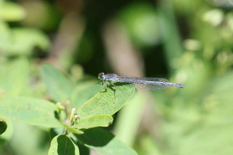 Photo of Eastern Forktail