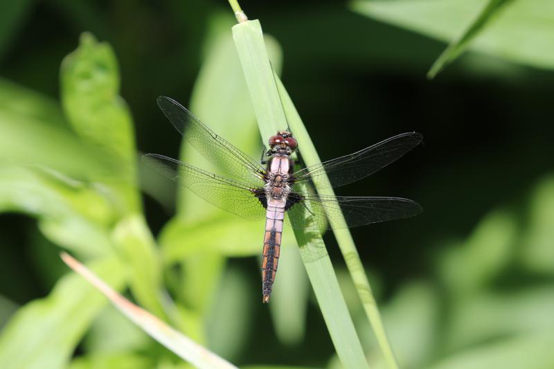 Photo of Chalk-fronted Corporal