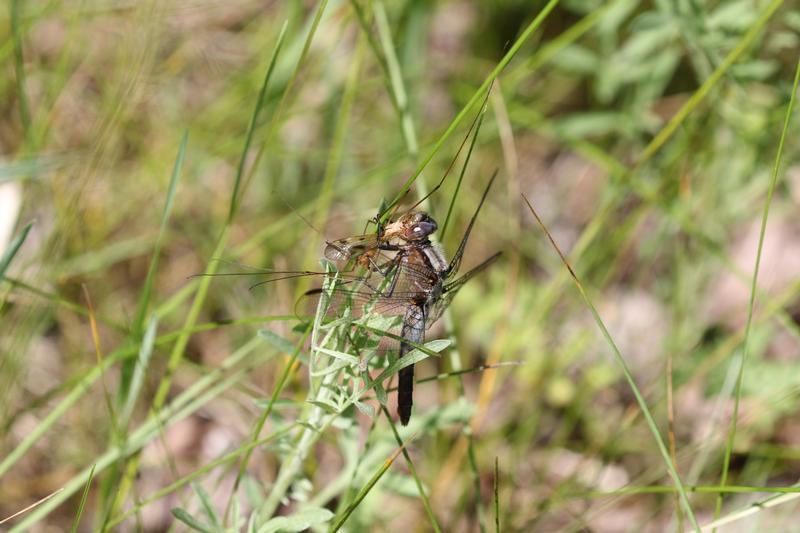 Photo of Chalk-fronted Corporal