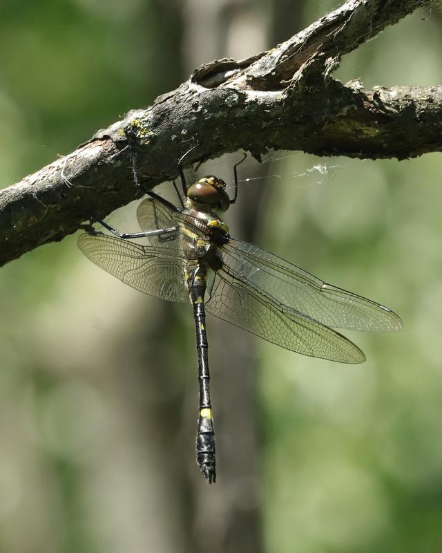 Photo of Swift River Cruiser (Illinois River Cruiser ssp.)