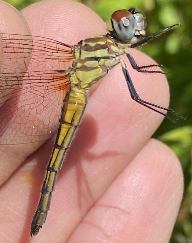 Photo of Blue Dasher