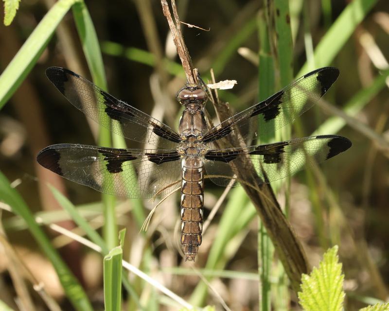 Photo of Common Whitetail