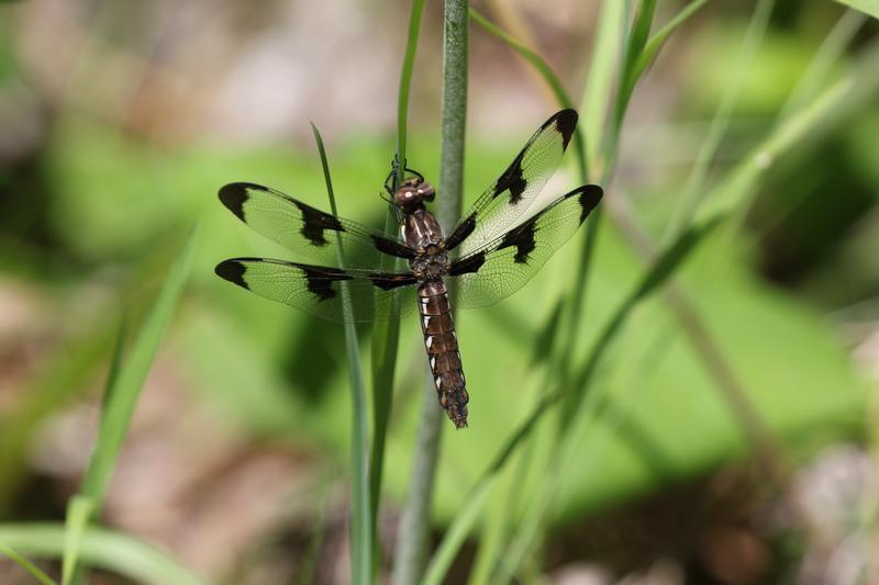 Photo of Common Whitetail
