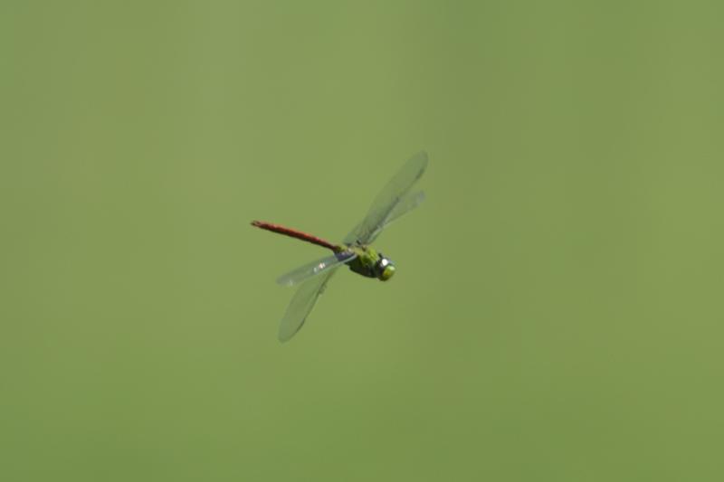 Photo of Comet Darner