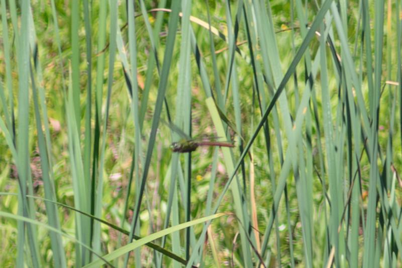 Photo of Comet Darner