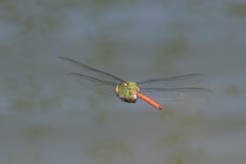 Photo of Comet Darner