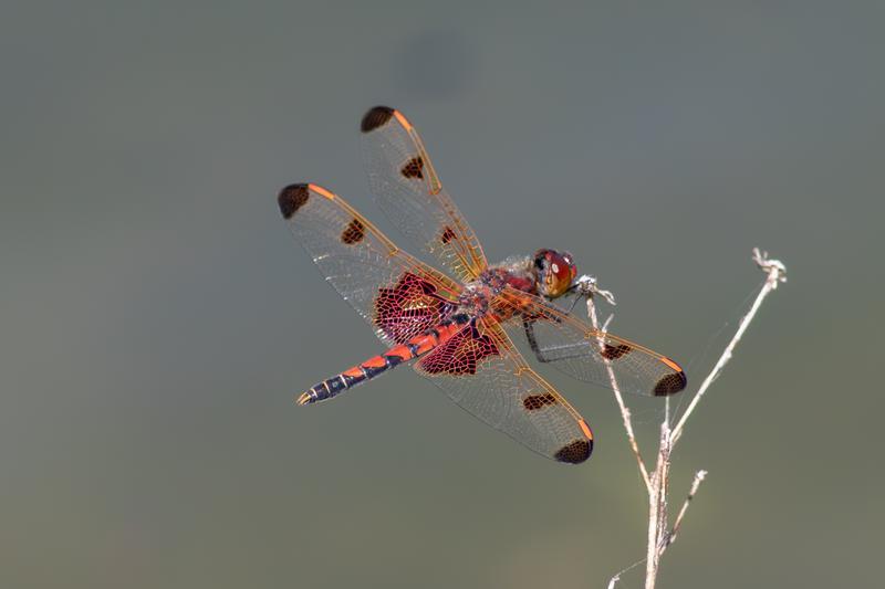 Photo of Calico Pennant